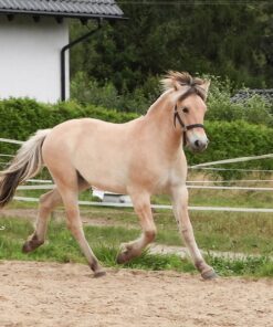 Fjordpferd Kaufen