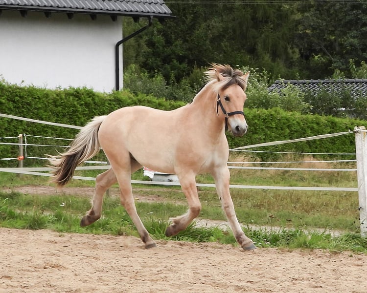 Fjordpferd Kaufen Fjordpferd Kaufen