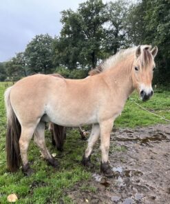 Fjordpferde zu Kaufen