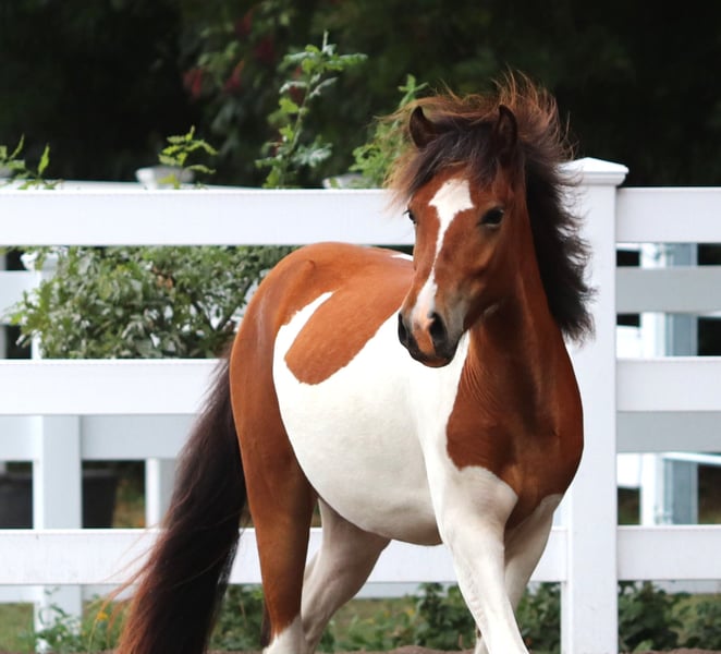 Islandpferd Kaufen Islandpferd Kaufen