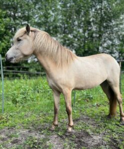 Islandpferd, Stute, 3 Jahre Zucht – Gangpferd – Freizeit