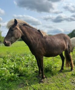 Islandpferd, Stute, 3 Jahre, Gangpferd - Zuchtpferd - Freizeitpferd