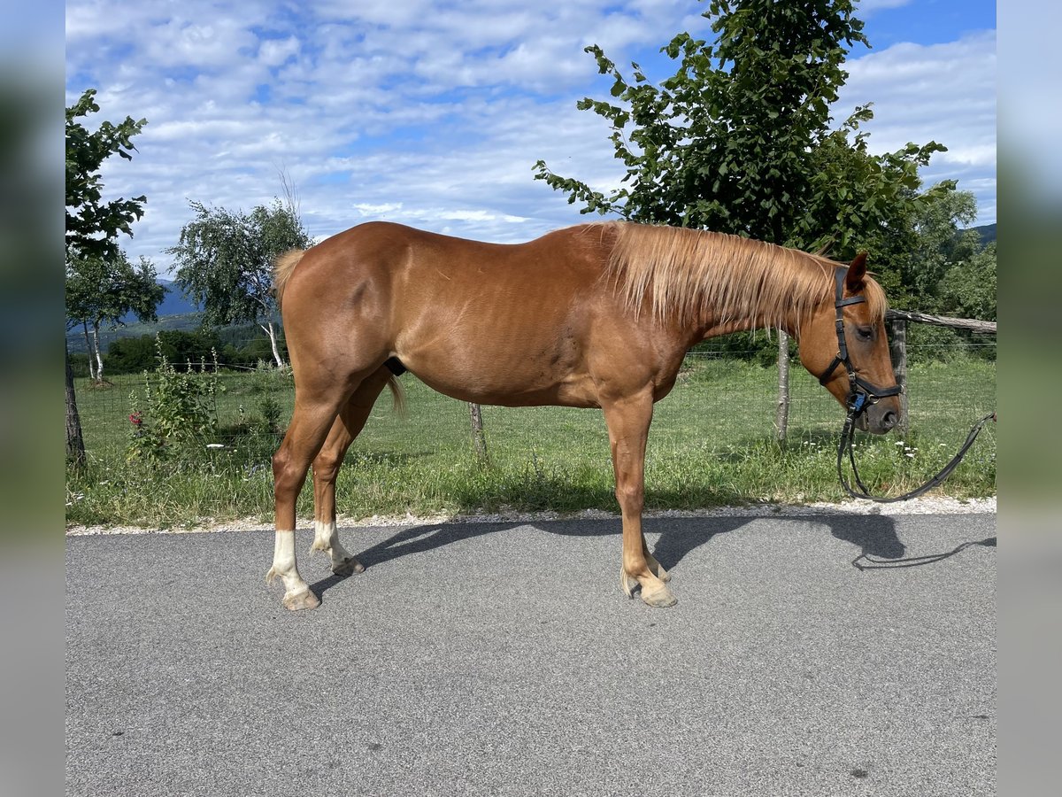 Paint Horse Kaufen Paint Horse Kaufen