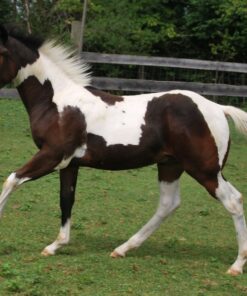 Paint Horse Hengst - Fohlen