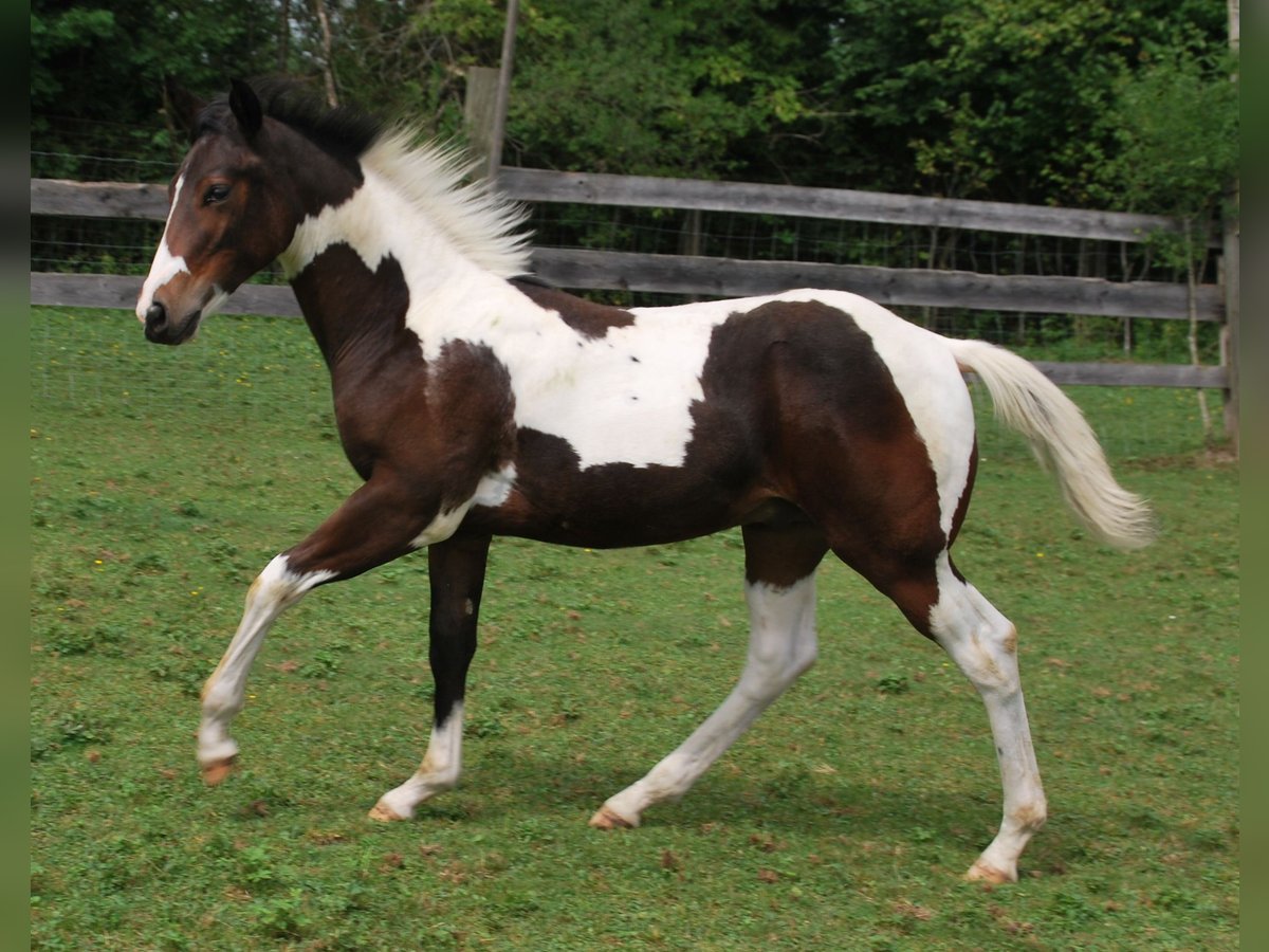 Paint Horse Hengst - Fohlen Paint Horse Hengst - Fohlen