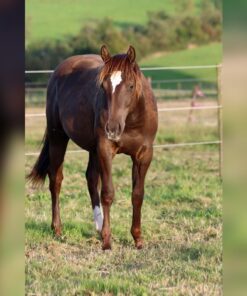 Voll fittes Paint Horse, Hengst - 2 Jahre alt