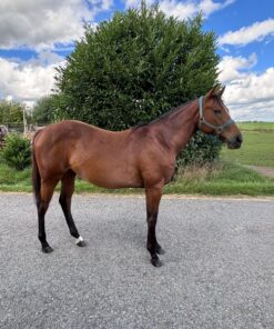 Quarter Horse Kaufen