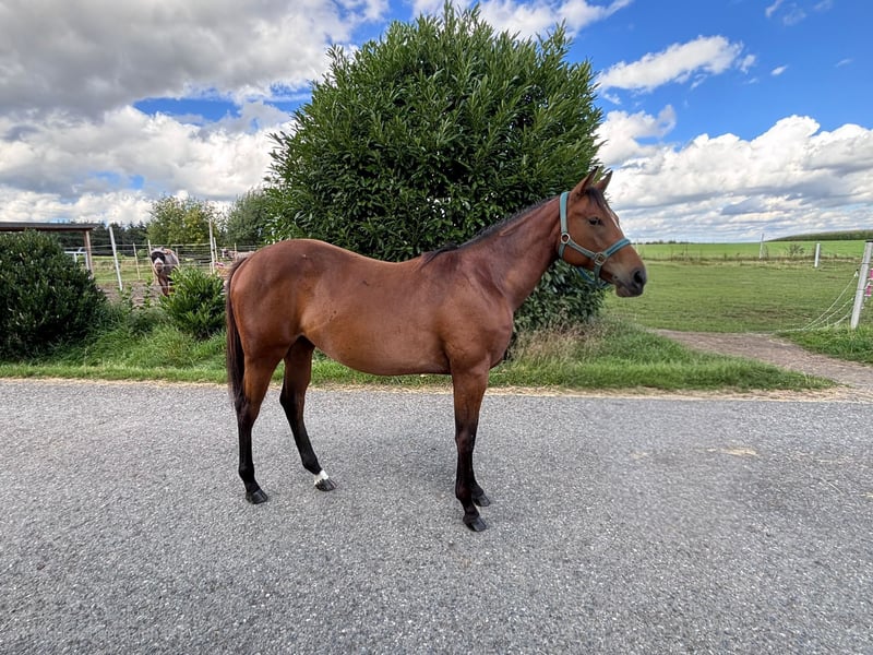 Quarter Horse Kaufen Quarter Horse Kaufen