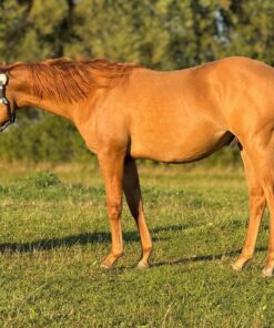 American Quarter Horse - Hengst, 1 Jahr