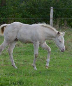 American Quarter Horse, Hengst, Fohlen