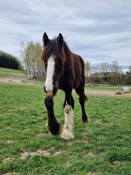 Shire Horse Kaufen Shire Horse Kaufen