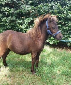 2 Jahre altes Pony, Hengst