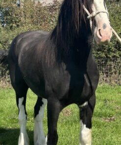 shire horse deutschland