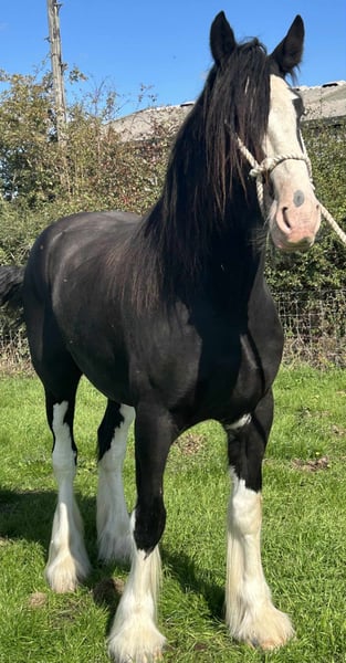 shire horse deutschland shire horse deutschland