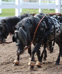 Shetland Pony Kaufen