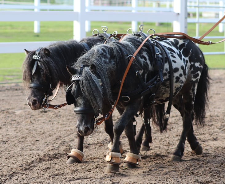 Shetland Pony Kaufen Shetland Pony Kaufen