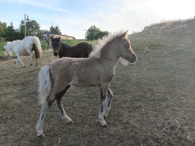 Pony kaufen Pony kaufen